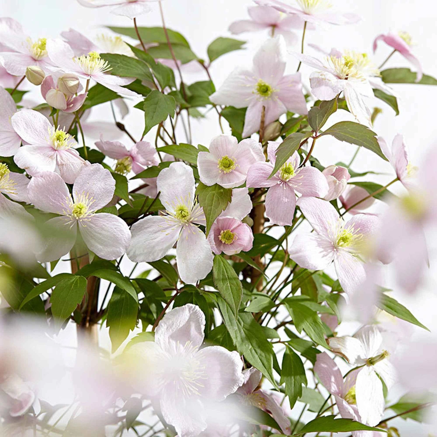 Clématite Montana Rubens 2 Clématite Montana Rubens – Image 2