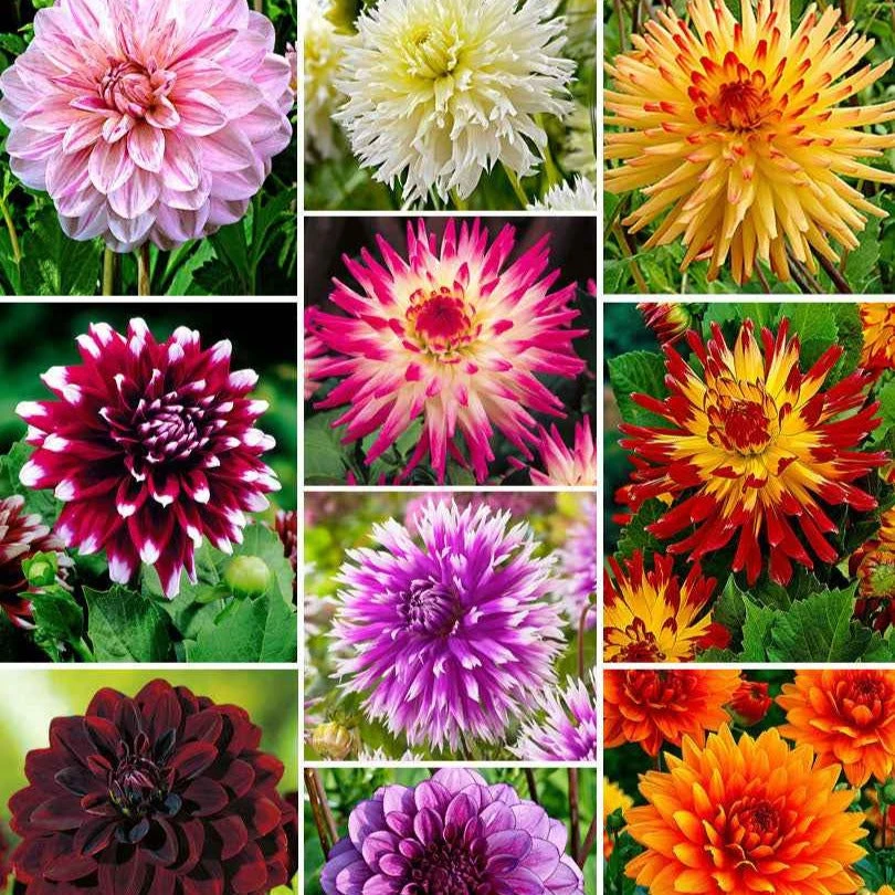 10 Dahlias The Ten En Mélange 1 10 Dahlias The Ten En Mélange