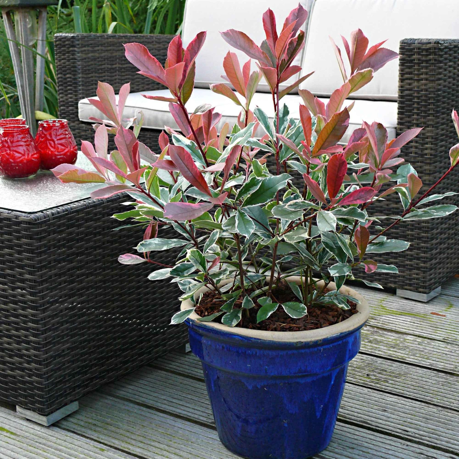 Photinia Pink Marble 1 Photinia Pink Marble