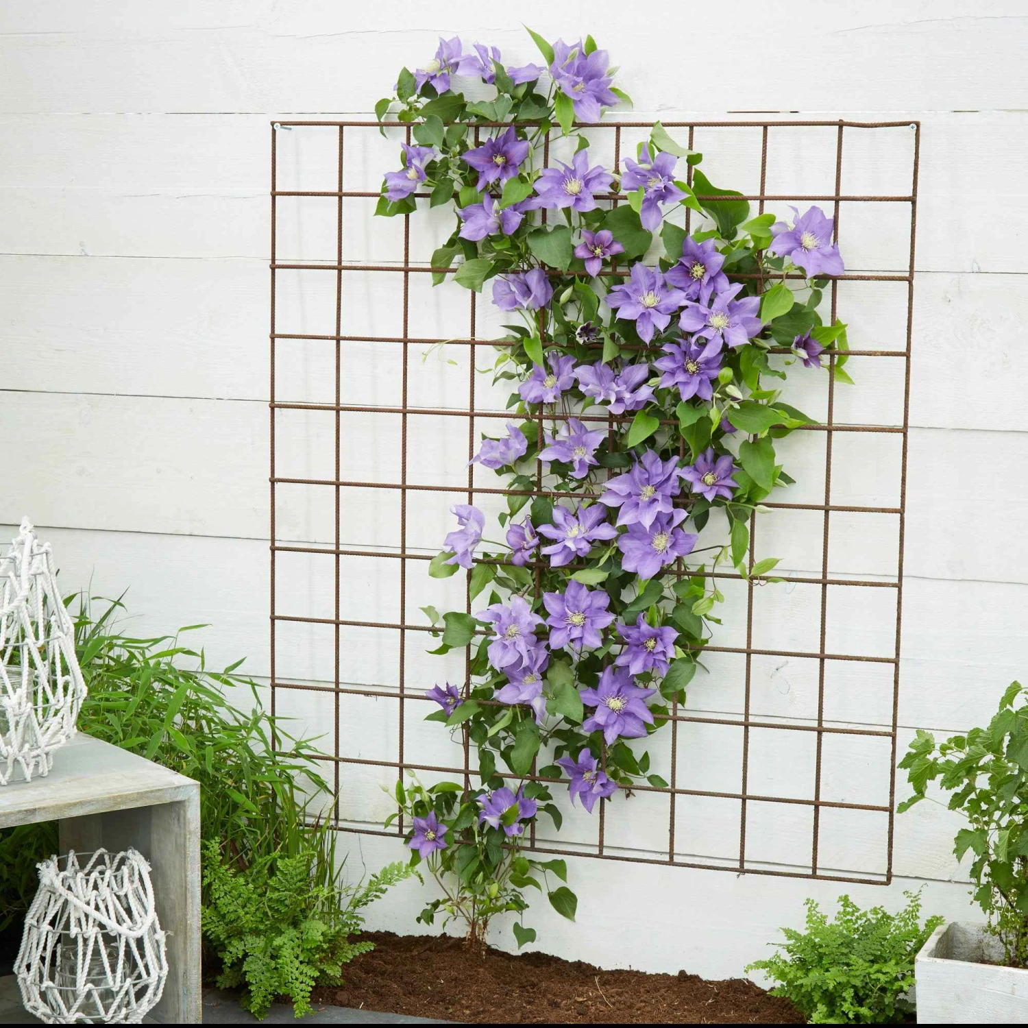 Clématite Olympia 1 Clématite Olympia