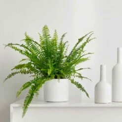 Fougère De Boston