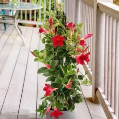 Jasmin Du Brésil - Dipladenia Pyramide Rouge