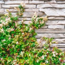 Jasmin étoilé Star Of Venice