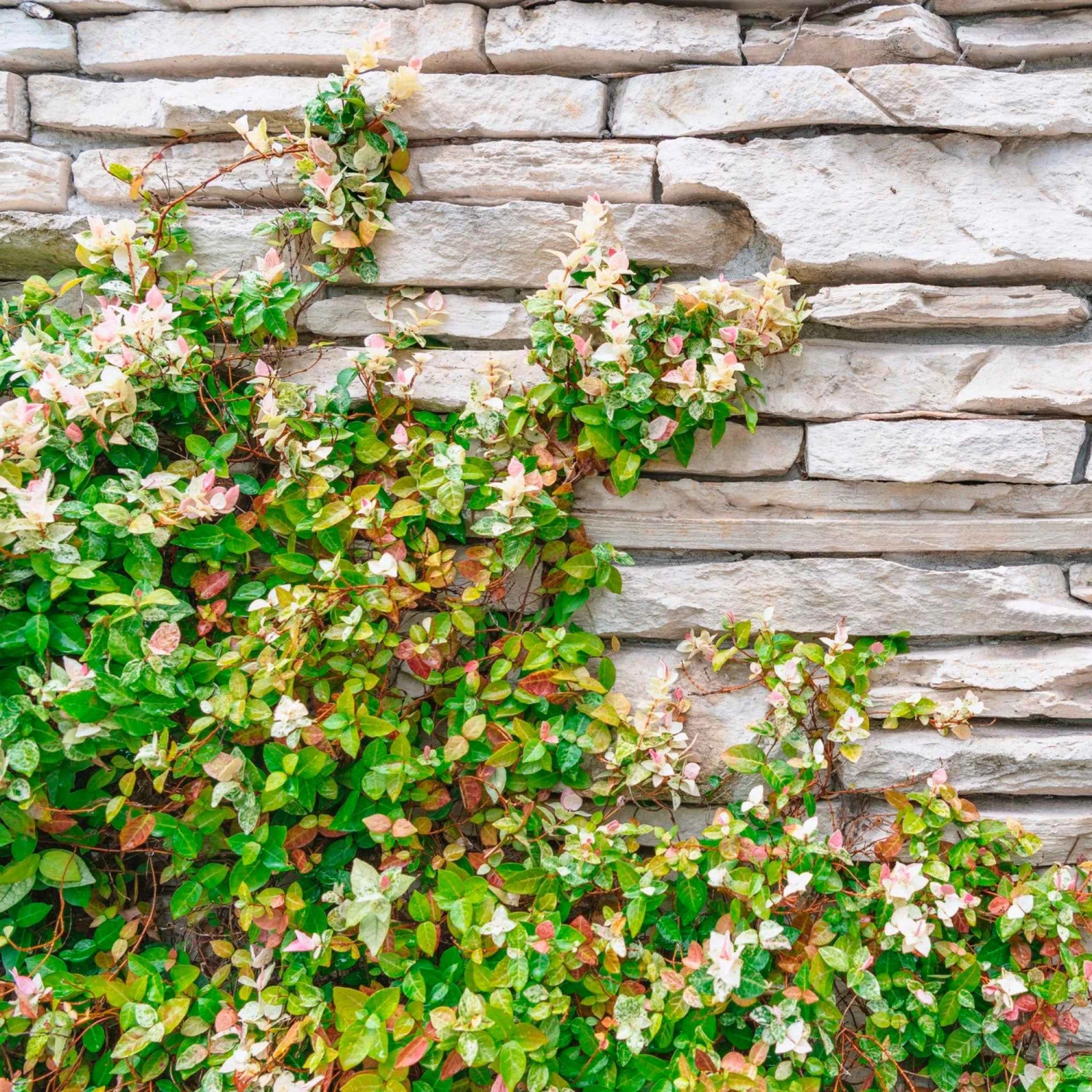 Jasmin étoilé Star Of Venice 1 Jasmin étoilé Star Of Venice