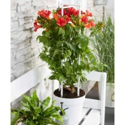 Bignone Fire Trumpet -Fournitures De Jardin Soldes 2024 bak 80450 2 1706533043576