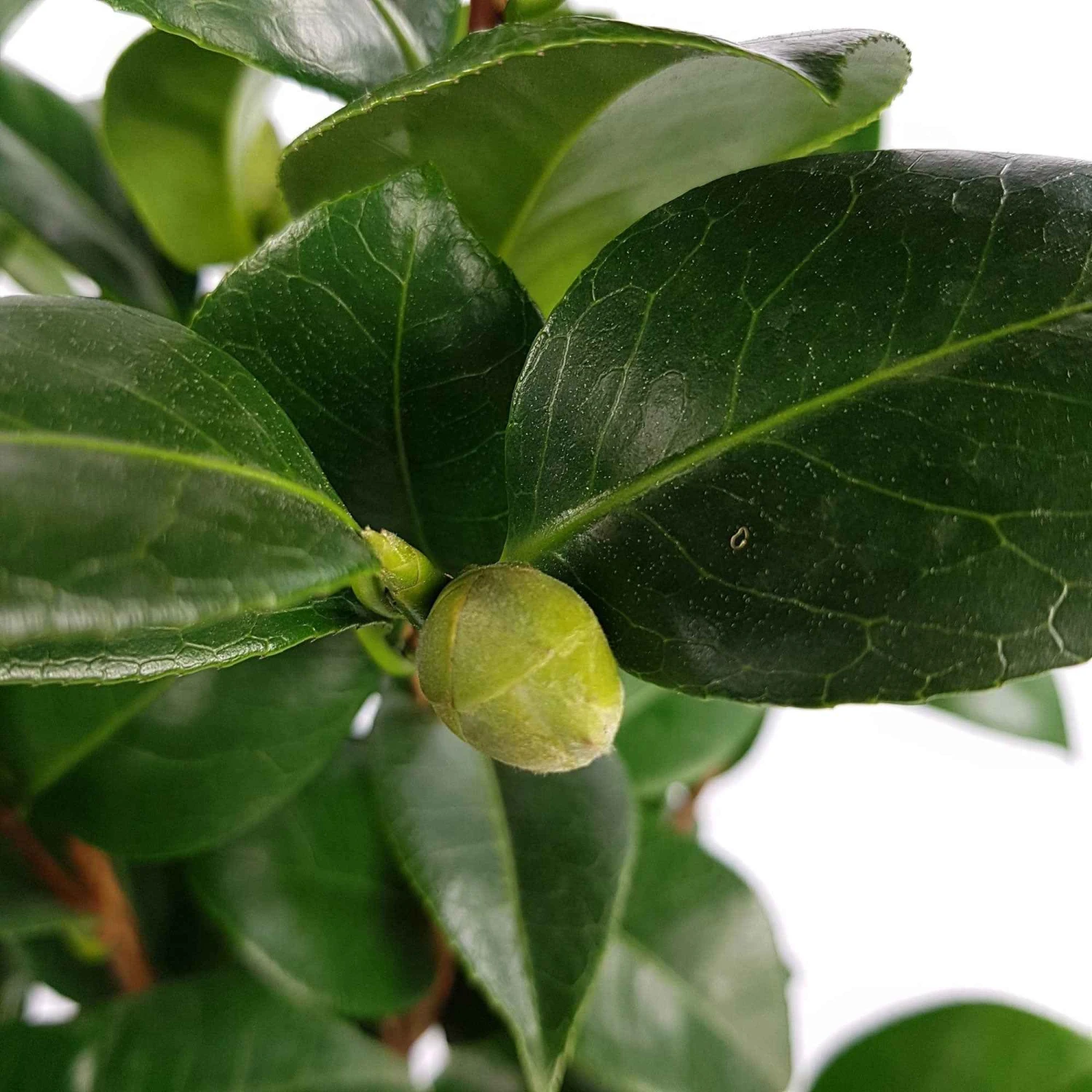 Camélia Du Japon Nuccio's Cameo 2 Camélia Du Japon Nuccio's Cameo – Image 2