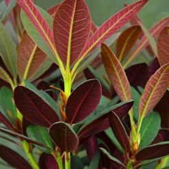 Rhododendron Wine & Roses -Fournitures De Jardin Soldes 2024 bak 82864 3