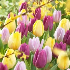 30 Tulipes 60 Days Of Tulips En Mélange -Fournitures De Jardin Soldes 2024 bak 83027 3