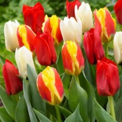 30 Tulipes 60 Days Of Tulips En Mélange -Fournitures De Jardin Soldes 2024 bak 83027 4