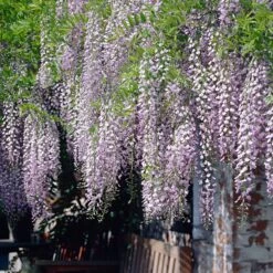 Glycine Du Japon Naga Noda -Fournitures De Jardin Soldes 2024 bak 85123 2