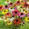 10 Rudbeckias En Mélange