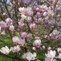 Magnolia De Soulange -Fournitures De Jardin Soldes 2024 ben 46920 5 1700062142420