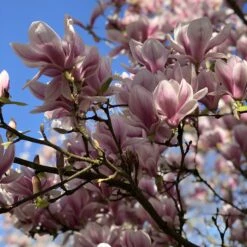 Magnolia De Soulange -Fournitures De Jardin Soldes 2024 ben 46920 7 1700062129111