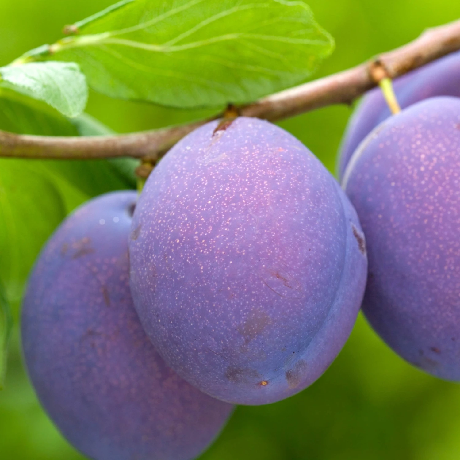 Prunier Président 1 Prunier Président