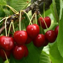 Cerisier Bigarreau Summit -Fournitures De Jardin Soldes 2024 bor 100596 4