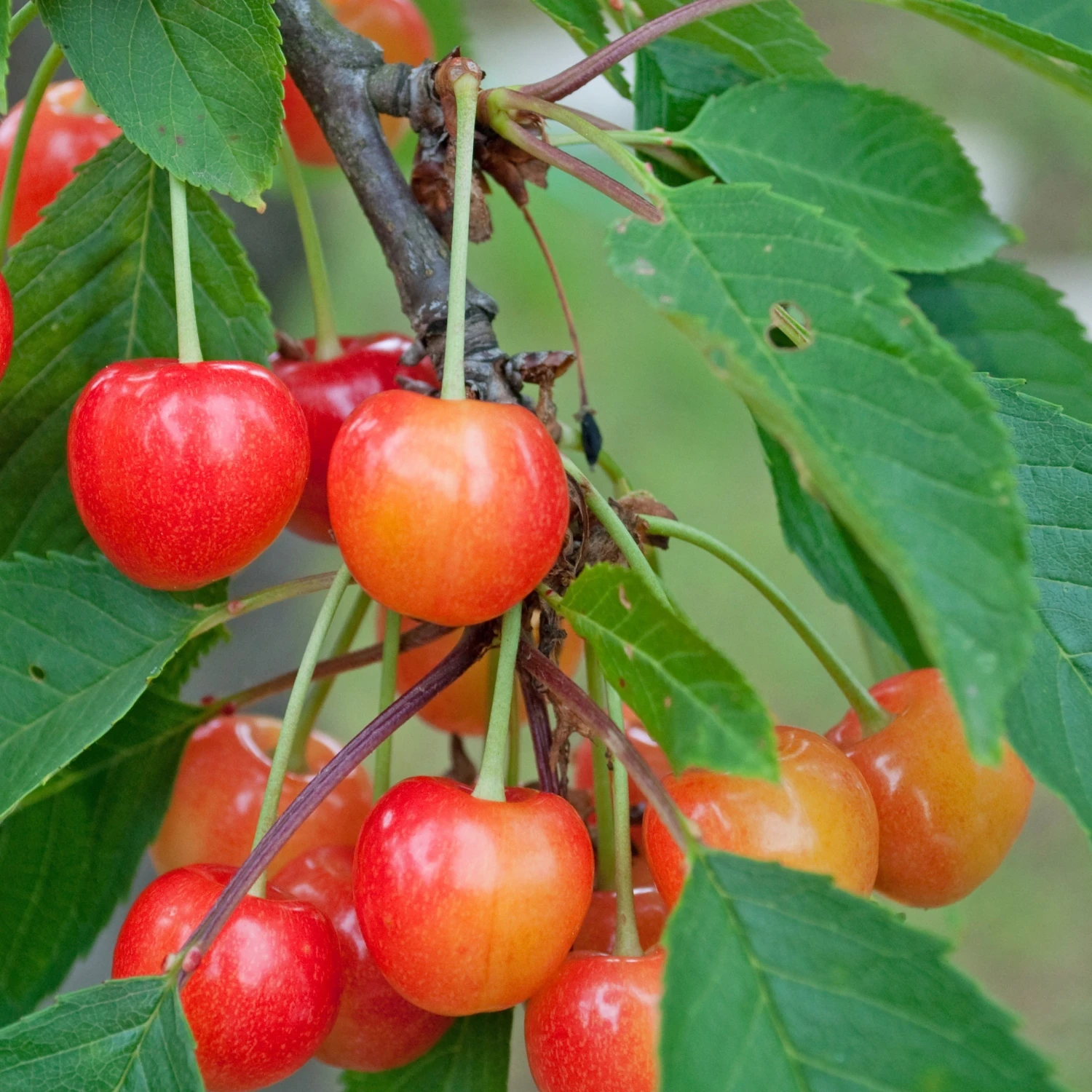 Cerisier Coeur De Pigeon 1 Cerisier Coeur De Pigeon