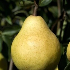 Poirier William's - Bon Chrétien 12 Poirier William's - Bon Chrétien -Fournitures De Jardin Soldes 2024 bor 63251 10