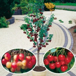 Collection De 3 Mini-Cerisiers : Burlat, Van, Napoléon