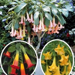 Collection De 3 Brugmansias : Rouge Et Or, Jaune, Rose