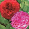 Collection De 2 Rosiers Floribunda : Red Leonardo Da Vinci Et Leonardo Da Vinci