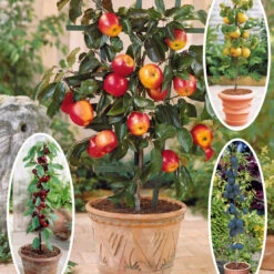 Collection De 4 Mini-fruitiers D'été