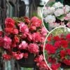 9 Bégonias Parfumées En Mélange