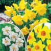 Collection De 30 Narcisses Fortune Et Rijnveld Early Sensation