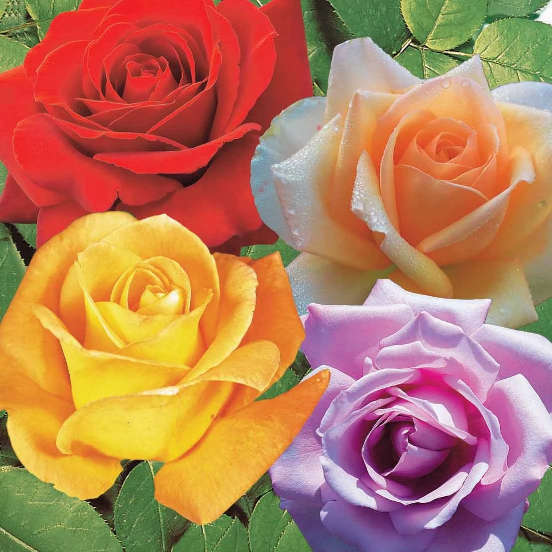 Collection De 4 Rosiers : Whisky, Malaga, Lune Bleue, Magie Parfum 1 Collection De 4 Rosiers : Whisky, Malaga, Lune Bleue, Magie Parfum