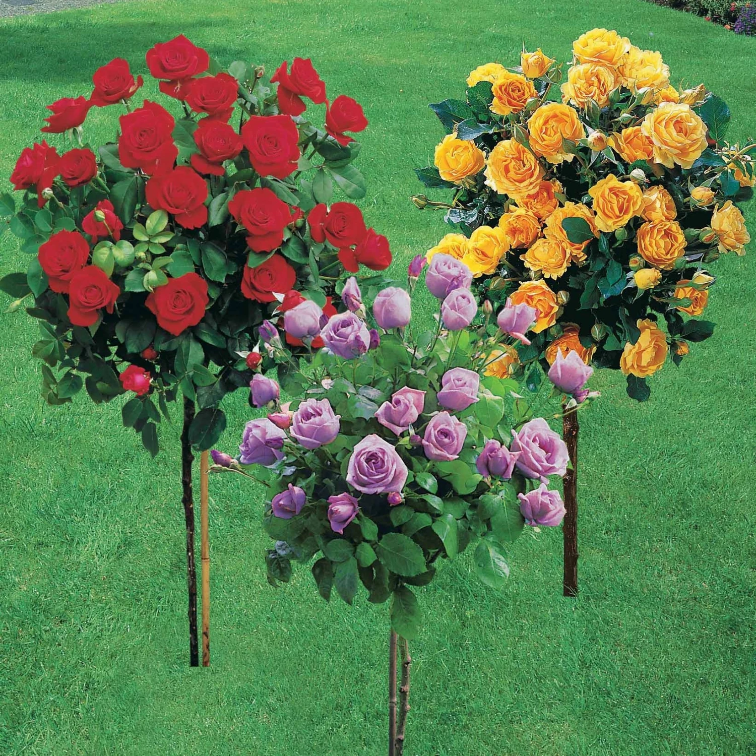 Collection De 3 Rosiers Tiges : Walztime, Sunsilk, Dame De Cœur 2 Collection De 3 Rosiers Tiges : Walztime, Sunsilk, Dame De Cœur – Image 2