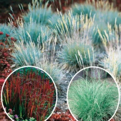 3 Graminées Colorées En Mélange