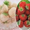 Collection De 4 Fraisiers Originaux