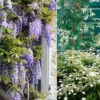 Collection De 3 Grimpantes : Jasmin, Glycine, Hortensia Grimpant