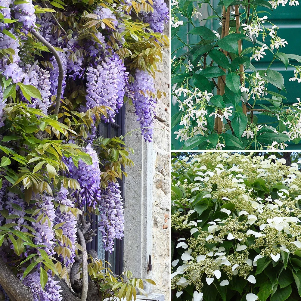 Collection De 3 Grimpantes : Jasmin, Glycine, Hortensia Grimpant 1 Collection De 3 Grimpantes : Jasmin, Glycine, Hortensia Grimpant