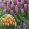 Collection De 20 Tulipes Triomphe Bellville Et Blue Beauty