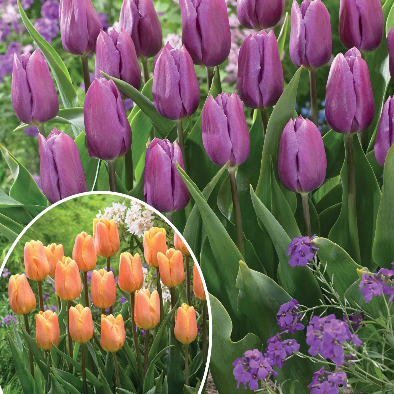 Collection De 20 Tulipes Triomphe Bellville Et Blue Beauty 1 Collection De 20 Tulipes Triomphe Bellville Et Blue Beauty