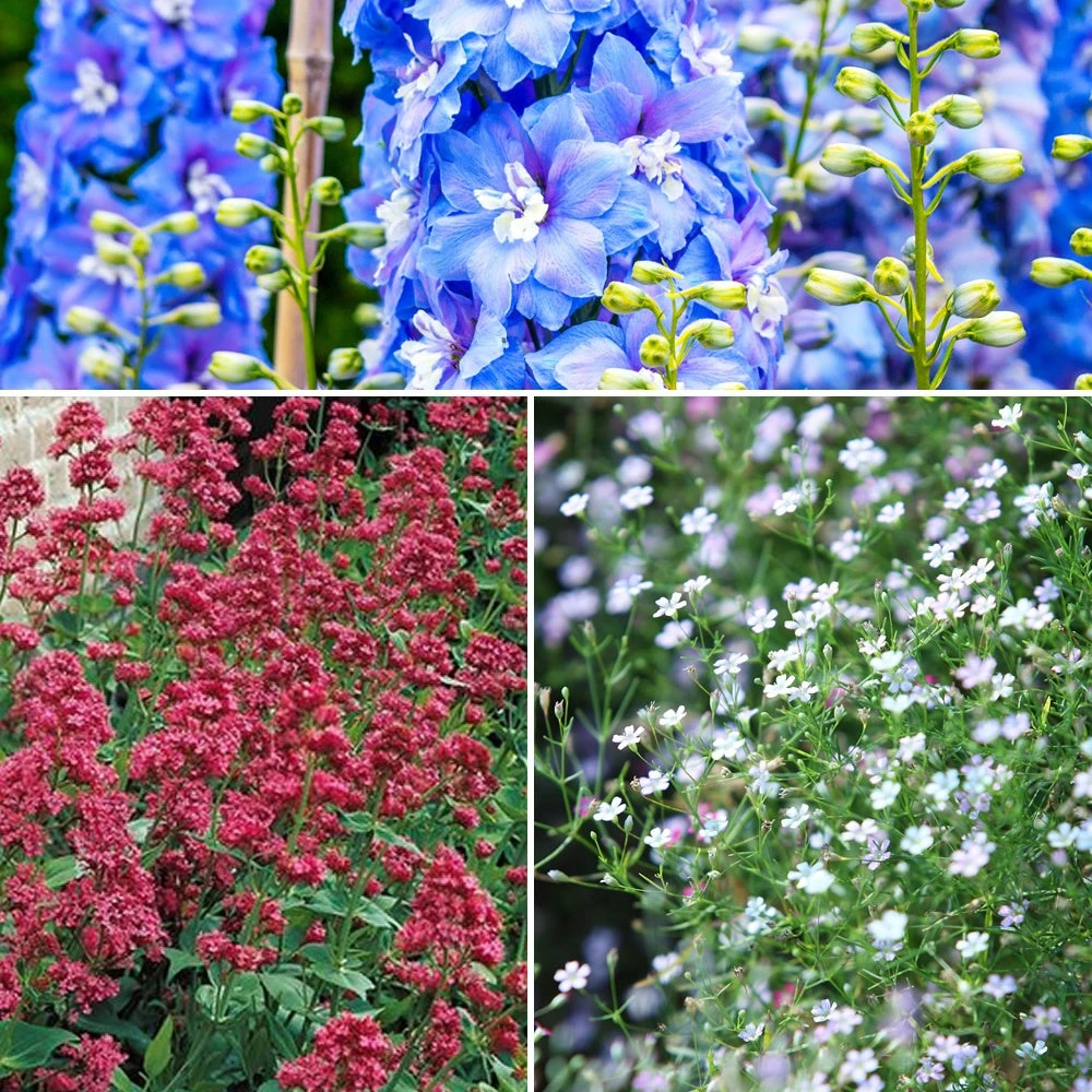 Collection De 11 Plantes Vivaces Pour Massifs Champêtres 1 Collection De 11 Plantes Vivaces Pour Massifs Champêtres