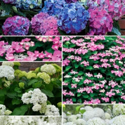 Collection D'Hortensias Pour Massifs Et Haies Fleuris - 3 Arbustes