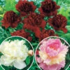Mélange De 3 Pivoines : Immaculée, Sorbet, Red Charm
