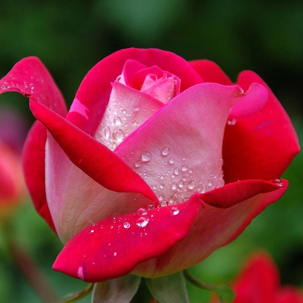 Rosier Buisson Osiria 2 Rosier Buisson Osiria – Image 2