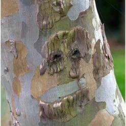 Eucalyptus Gunnii - Gommier Cidre -Fournitures De Jardin Soldes 2024 gap 46885 5 1700061723835