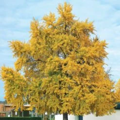 Arbre Aux 40 écus -Fournitures De Jardin Soldes 2024 gap 91592 7 1700227131308