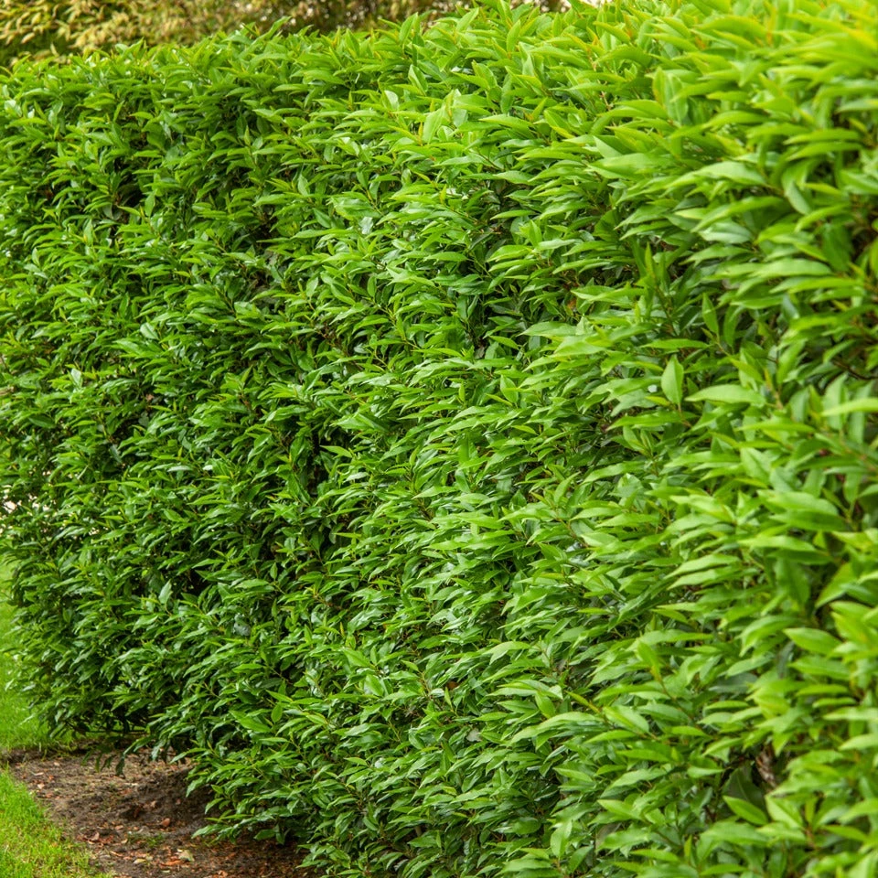 3 Lauriers Du Portugal Angustifolia 1 3 Lauriers Du Portugal Angustifolia