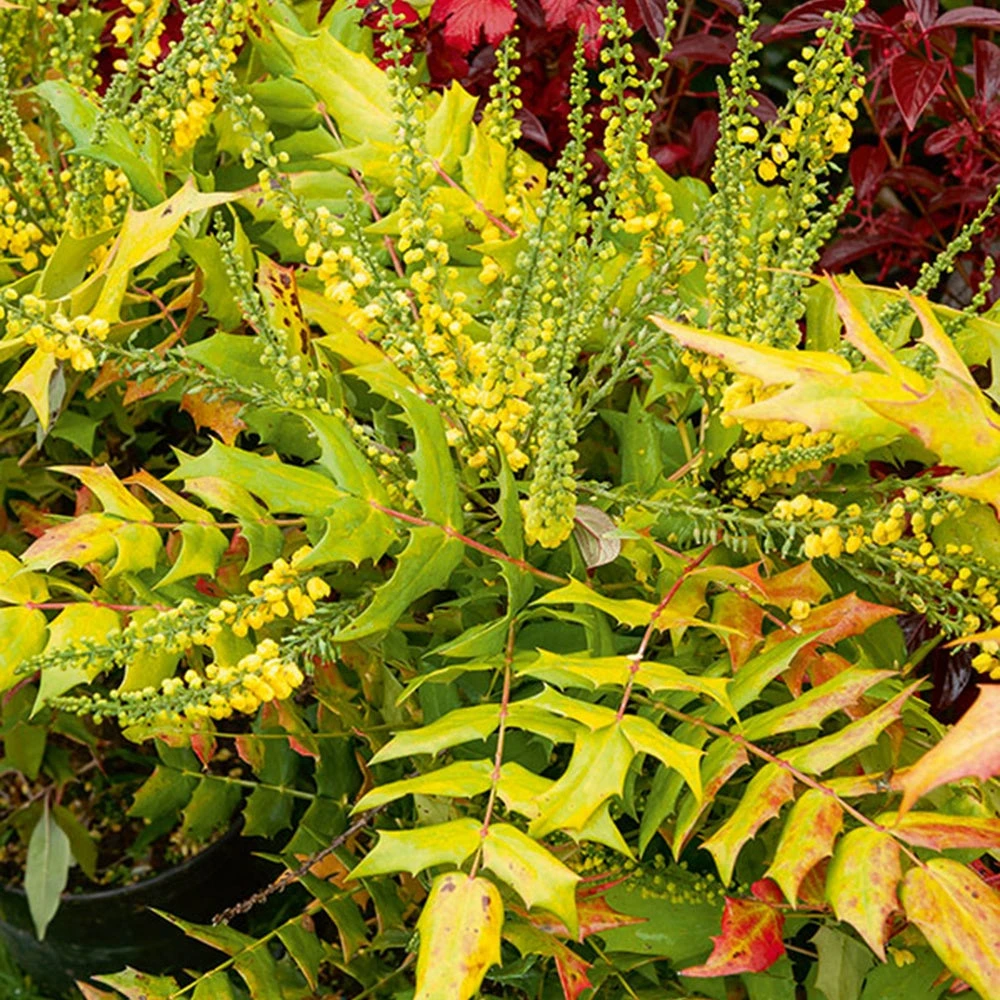 Mahonia Media Winter Sun 1 Mahonia Media Winter Sun