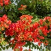 Bougainvillier Orange