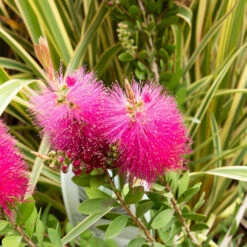 Callistemon Hot Pink - Rince-bouteille Rose -Fournitures De Jardin Soldes 2024 hor 104607 2