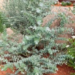 Eucalyptus Baby Blue -Fournitures De Jardin Soldes 2024 hor 112087 2 1704877685828