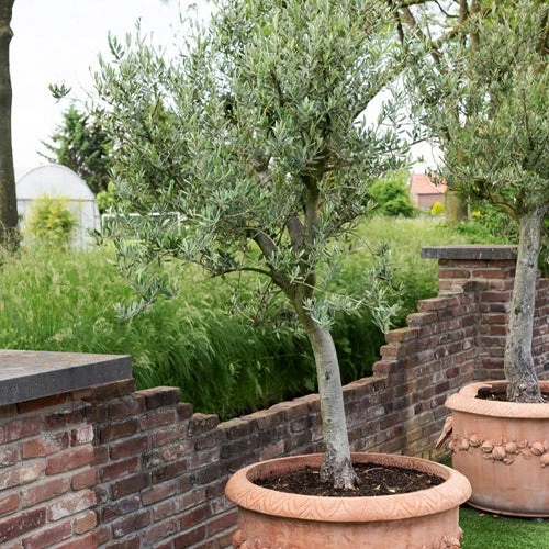 Olivier Grand Sujet 3 Olivier Grand Sujet – Image 3