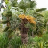 Collection De Trois Palmiers 'trachycarpus Wagnerianus'