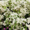 Bougainvillier Blanc