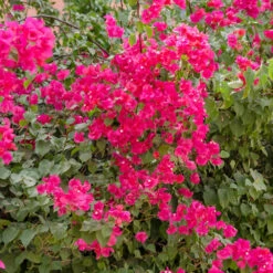 Bougainvillier Rose -Fournitures De Jardin Soldes 2024 hor 92262 3 1704467476804